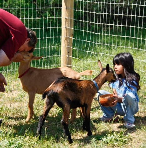 Goats with Family