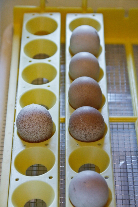 Guinea Eggs