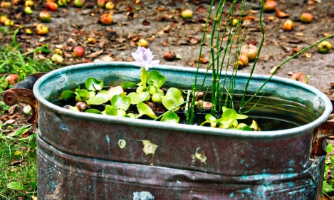 Water Hyacinth copper pot