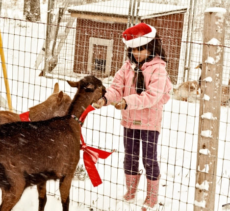 Christmas-Goats-and-Jess